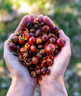 Cascara_fruit_1500x